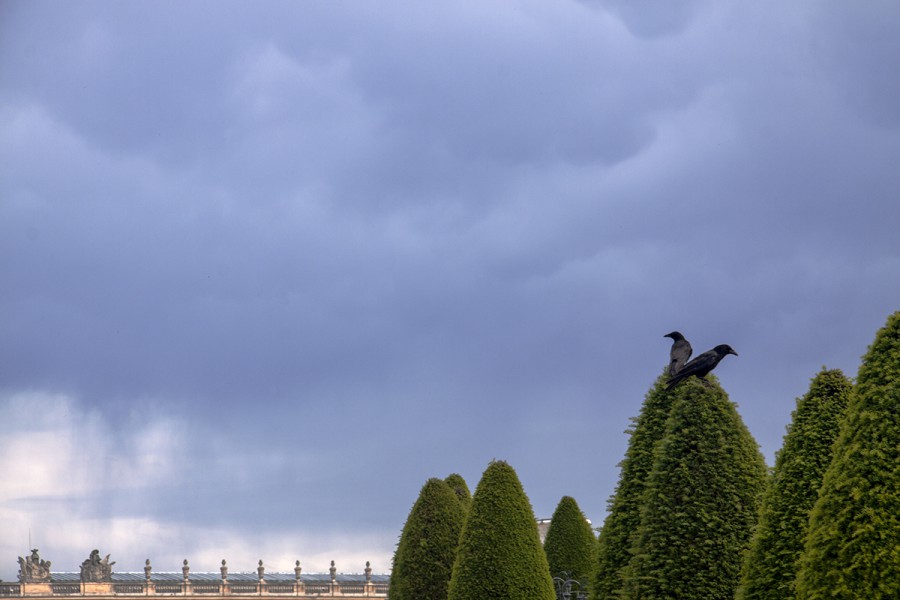 Crows of Versailles